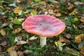 Fly agaric, forest mushroom in autumn day. Dangerous