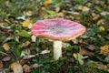 Fly agaric, forest mushroom in autumn day. Dangerous