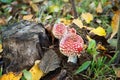 Fly agaric, forest mushroom in autumn day. Dangerous