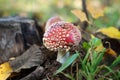 Fly agaric, forest mushroom in autumn day. Dangerous