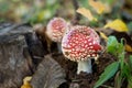 Fly agaric, forest mushroom in autumn day. Dangerous