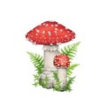 Fly agaric forest mushroom with green moss. Watercolor illustration. Hand drawn fungi amanita muscaria vintage style