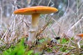 Fly-agaric in the forest