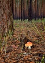 Fly agaric in the forest vertical