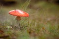 Fly agaric fungus standing in grass Royalty Free Stock Photo