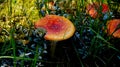 Fly agaric