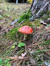 Fly agaric grows in the forest near a tree. The concept of microdosing