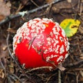 Non-edible poisonous red mushroom