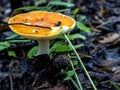 Fly agaric hat in the form of a saucer with rainwater inside Royalty Free Stock Photo