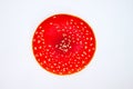 Fly agaric hat on a white background Royalty Free Stock Photo