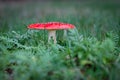 Fly agaric with hat wide open in the tall grass. Royalty Free Stock Photo