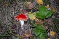 The Fly Agaric (Latin Amanita Muscaria) And Strawberry Leaves Royalty Free Stock Photo