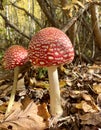 Fly Agaric (Latin AmanÃÂ­ta) is a genus of mycorrhizal plate