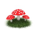 Fly agaric on the lawn