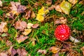 Fly agaric Mashroom standing between the fallen leaves of Autumn Royalty Free Stock Photo