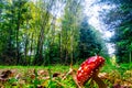 Fly agaric Mashroom standing between the trees of Autumn Royalty Free Stock Photo