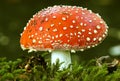 Fly agaric and moss Royalty Free Stock Photo