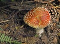 Fly Agaric Mushroom Royalty Free Stock Photo