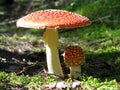 Fly agaric - mushroom