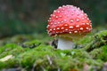 Fly agaric mushroom