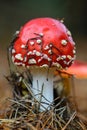 Fly agaric mushroom Royalty Free Stock Photo