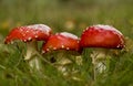 Fly Agaric Mushroom Royalty Free Stock Photo