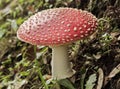 Fly agaric mushroom Royalty Free Stock Photo