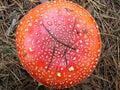 Fly agaric mushroom