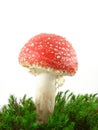 Fly agaric mushroom