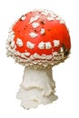 Fly-agaric mushroom