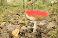 Fly-agaric mushroom Royalty Free Stock Photo