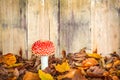 Fly agaric mushroom against an old wooden background