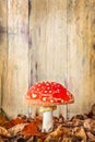 Fly agaric mushroom against an old wooden background