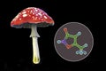 Fly agaric mushroom, Amanita mushroom, and molecule of muscimol toxin
