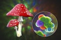 Fly agaric mushroom, Amanita mushroom, and molecule of muscimol toxin