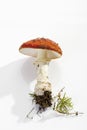 Fly agaric mushroom (Amanita muscaria) Royalty Free Stock Photo