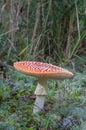 Fly Agaric Mushroom Royalty Free Stock Photo