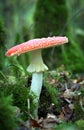 Fly Agaric Mushroom Royalty Free Stock Photo