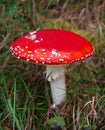 Fly agaric mushroom - Amanita muscaria Royalty Free Stock Photo