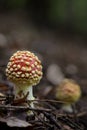 Fly Agaric mushroom - Amanita muscaria Royalty Free Stock Photo
