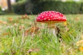 Fly agaric mushroom Amanita muscaria in the graas in Paterswolde Royalty Free Stock Photo