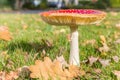 Fly agaric mushroom Amanita muscaria in the grass in Paterswolde Royalty Free Stock Photo