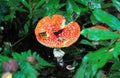 Fly agaric mushroom Amanita muscaria Royalty Free Stock Photo