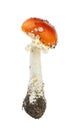 Fly agaric mushroom, Amanita muscaria isolated on white background Royalty Free Stock Photo