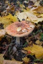 Fly agaric mushroom in autumn forest. Beautiful natur, the fall season