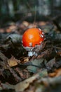 Fly agaric mushroom in autumn forest. Red fly agaric growing in moss. Poison fly agaric mushrooms in nature. Fall season backgroun Royalty Free Stock Photo