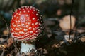 Fly agaric mushroom in autumn forest. Red fly agaric growing in moss. Poison fly agaric mushrooms in nature. Fall season backgroun Royalty Free Stock Photo