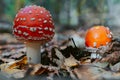 Fly agaric mushroom in autumn forest. Red fly agaric growing in moss. Poison fly agaric mushrooms in nature. Fall season backgroun Royalty Free Stock Photo