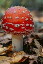 Fly agaric mushroom in autumn forest. Red fly agaric growing in moss. Poison fly agaric mushrooms in nature. Fall season backgroun Royalty Free Stock Photo