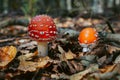 Fly agaric mushroom in autumn forest. Red fly agaric growing in moss. Poison fly agaric mushrooms in nature. Fall season backgroun Royalty Free Stock Photo